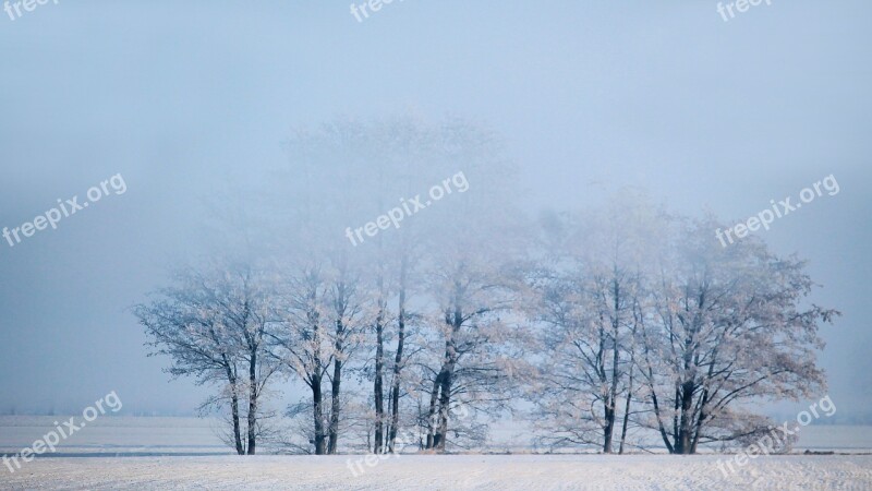 Winter Foggy Trees Snow Cold