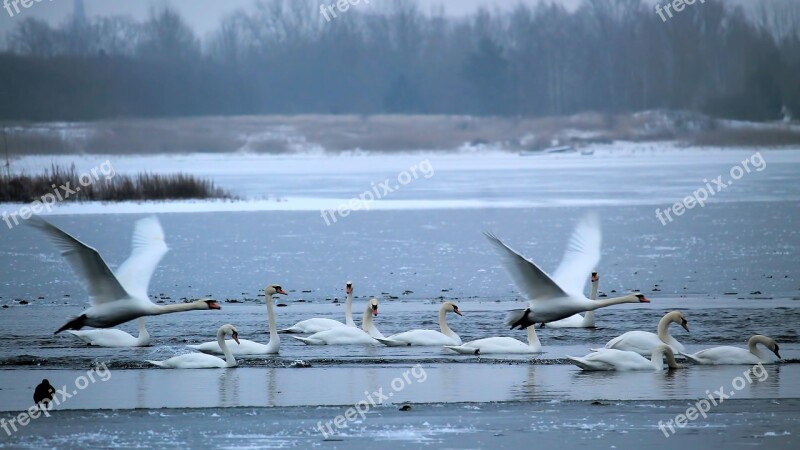 Wintry Lake Swans Frozen Snow