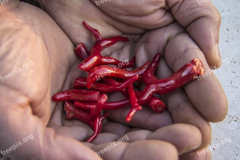 Coral Precious Red Jewelry Sea