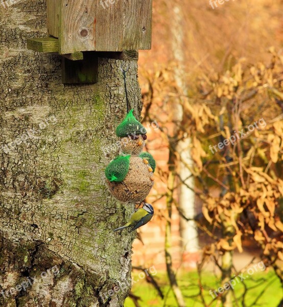 Tit Garden Foraging Small Bird Animal