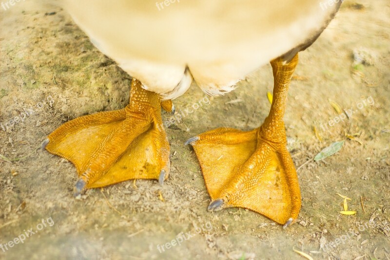 Goose Fins Legs Bird Goose Arched African