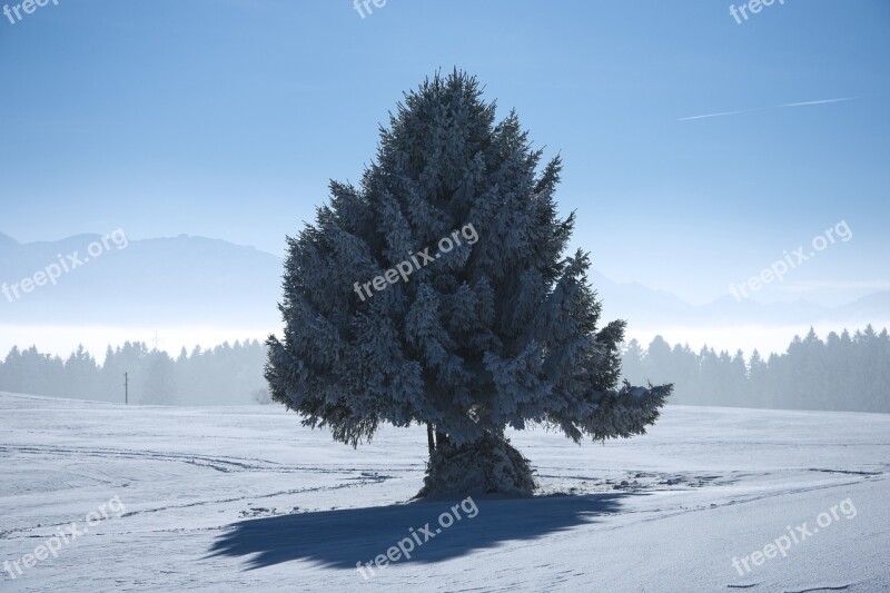 Winter Tree Nature Snow Wintry