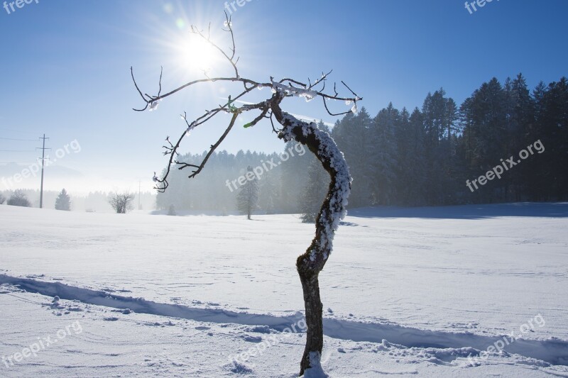 Wintry Tree Light Winter Mood