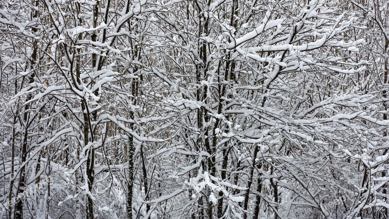 Snow White Winter Landscape Landscape Snow Snowy Trees