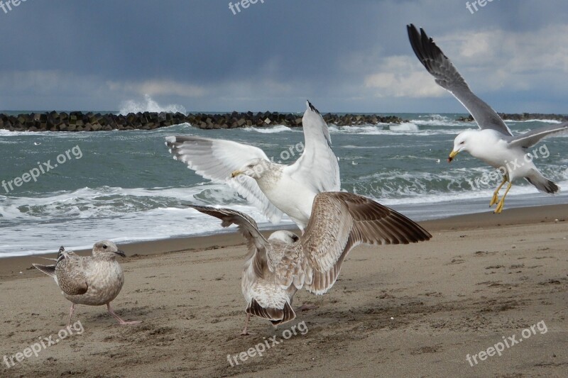 Animal Sea Beach Wave Sea Gull