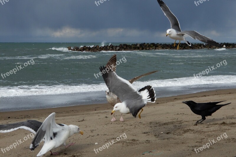 Animal Sea Beach Wave Sea Gull