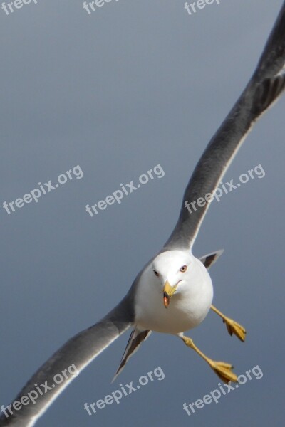 Animal Sky Beach Sea Gull Seagull