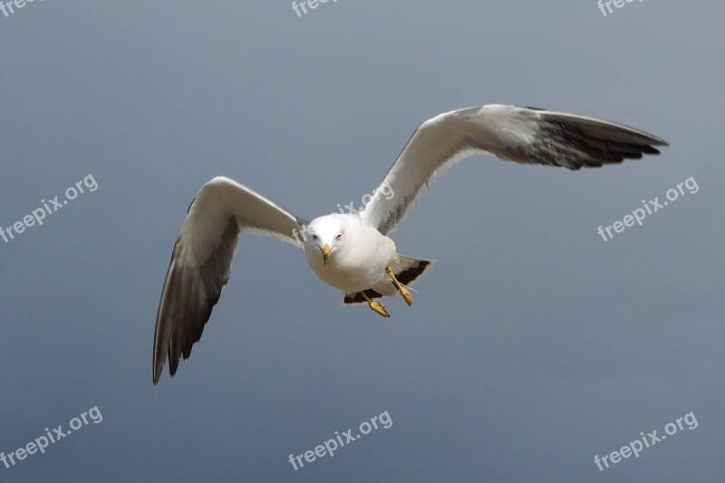 Animal Sky Beach Sea Gull Seagull