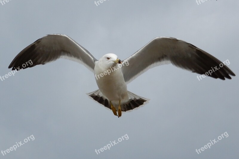 Animal Sky Beach Sea Gull Seagull