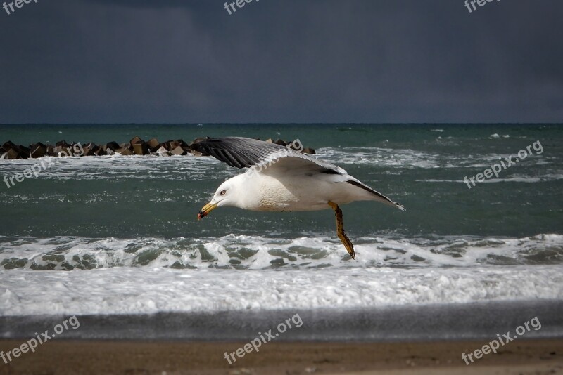 Animal Sea Beach Wave Sea Gull