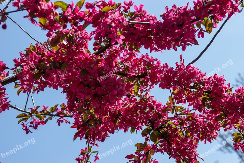 Blossom Bloom Blue Sky Spring Branches