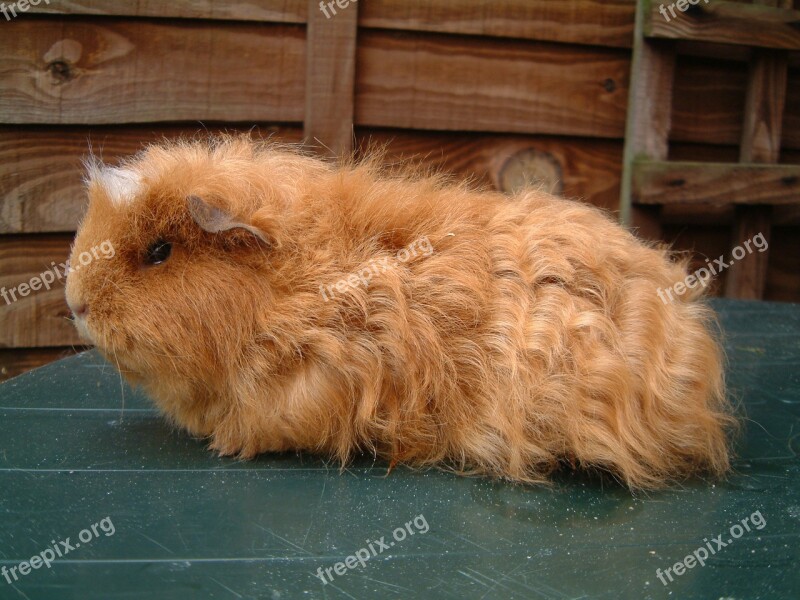 Guinea Pig Guinea Pig Animal Pet