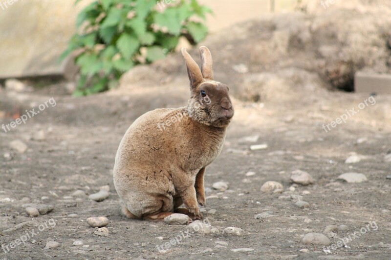 Rabbit Domestic Pet Rex Mammal