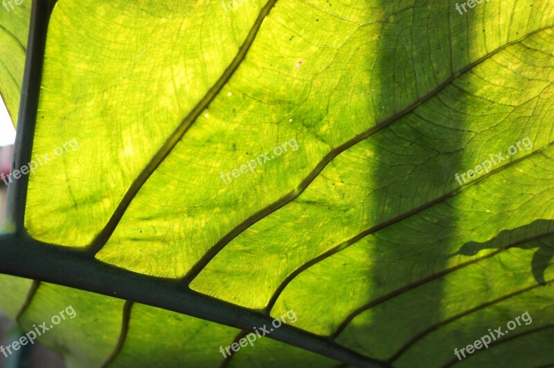 Leaf Veins Green Leaves Foliage