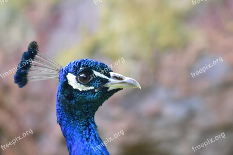 Peacock Peacock Feathers Feathers Blue Bird