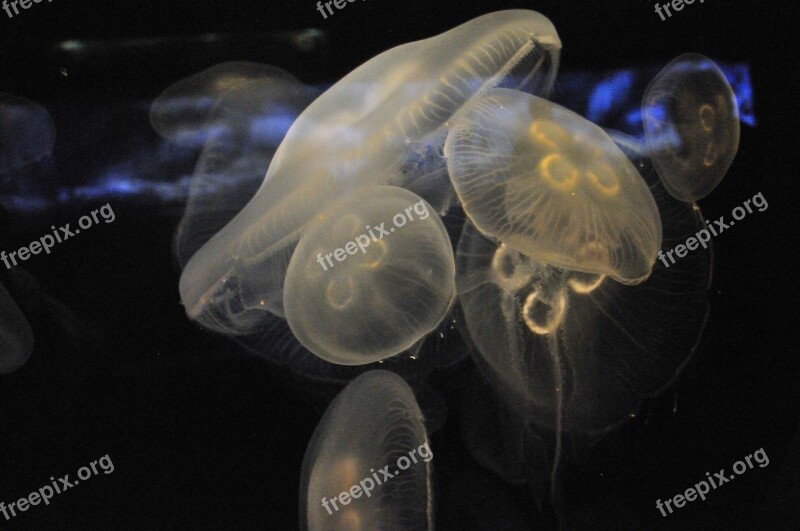 Jelly Fish Ocean Invertebrate Sea Creature Nature