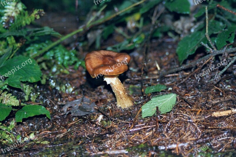 Toadstools Fungi Mushroom Forest Woodland