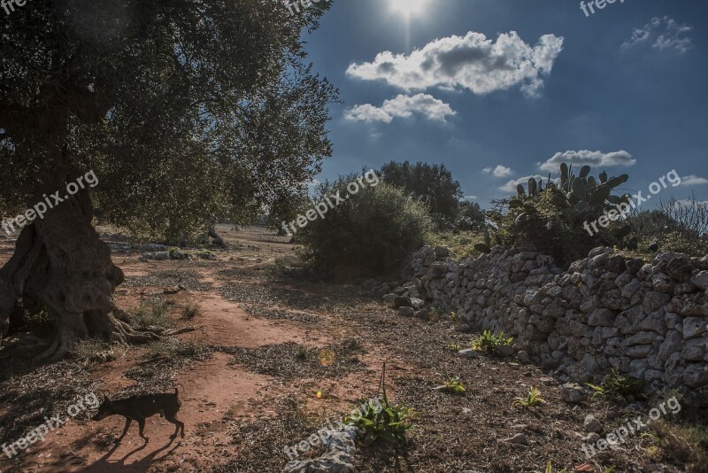 Salento Campaign Wall Dog Pinscher