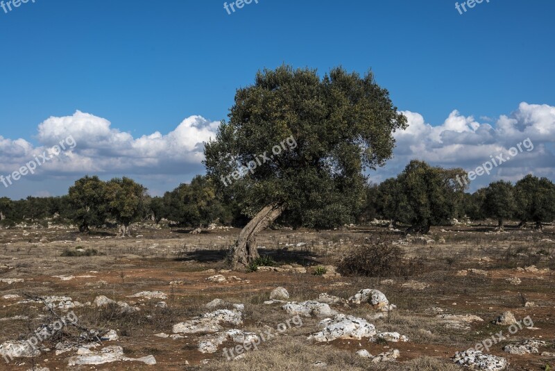 Olivo Salento Campaign Blue Plants