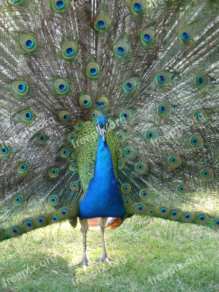 Peacock Color Fantasy Free Photos