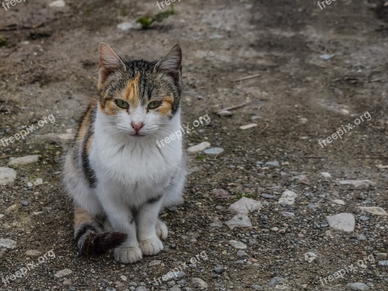 Cat Stray Animal Cute Young