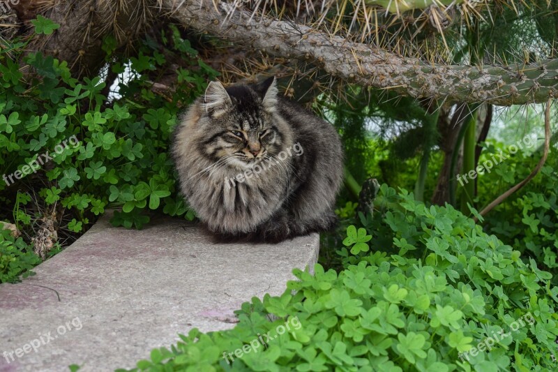 Cat Stray Young Sitting Cactus