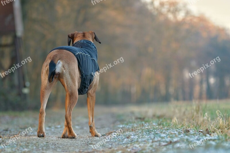 Dog Forest Nature Animal Young Dog