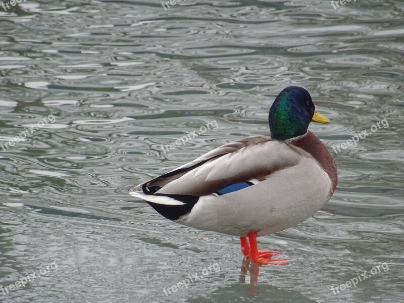 Ducks Casting Lahn Ice Ice Rink