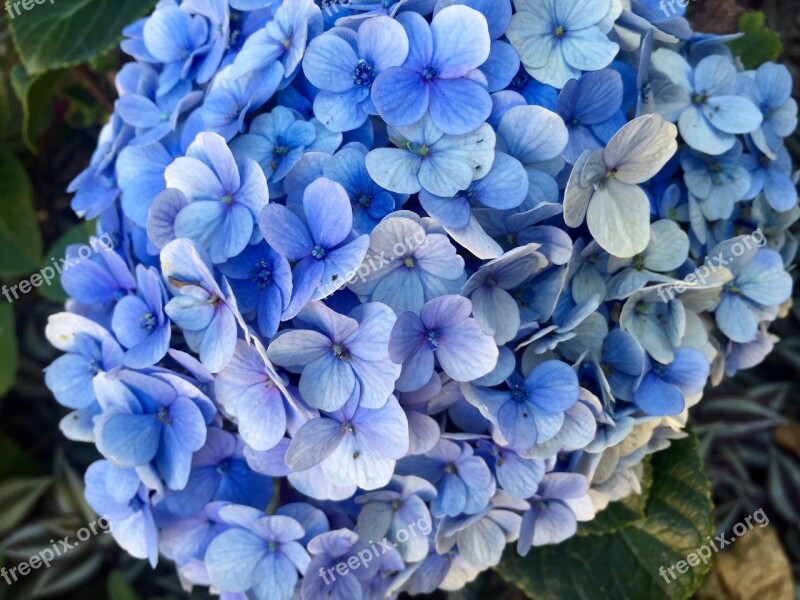 Hydrangea Blue Petals Flowers Bloom