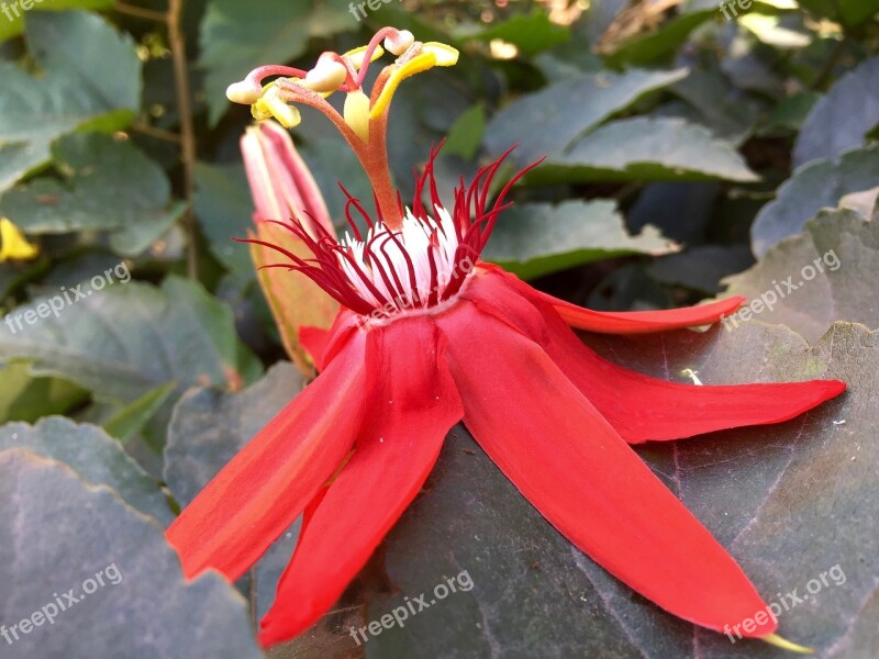 Flower Passion Flower Crimson Red Green