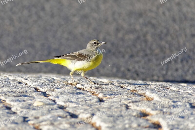 Bird Grey Wagtail Animal World Yellow Grey