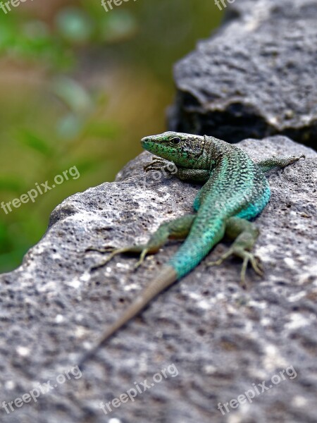 Lizard Stone Wall Reptile Curious Animal World