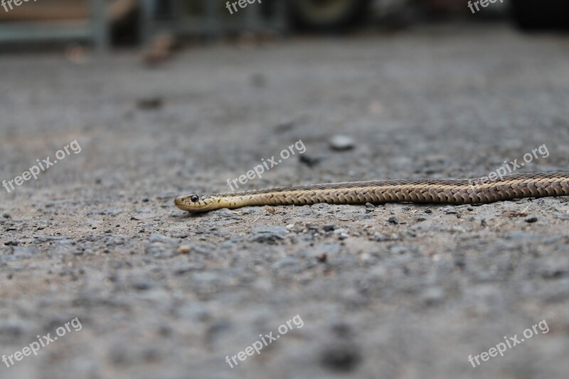 Snake Gravel Animal Nature Wildlife