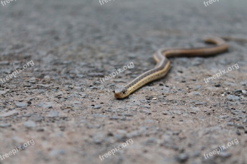 Snake Gravel Animal Nature Wildlife