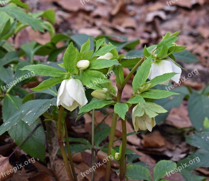 Lenten Rose Opening Lenten Rose Bud Flower Blossom