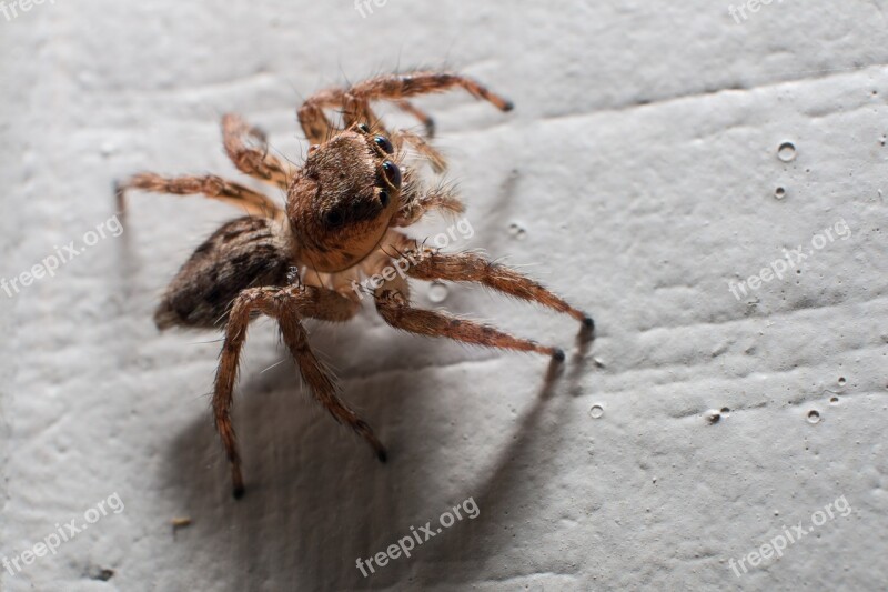 The Spider Macro Insects Spider Jump Close