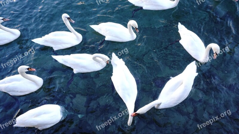 Swan Switzerland River White Swan Goose