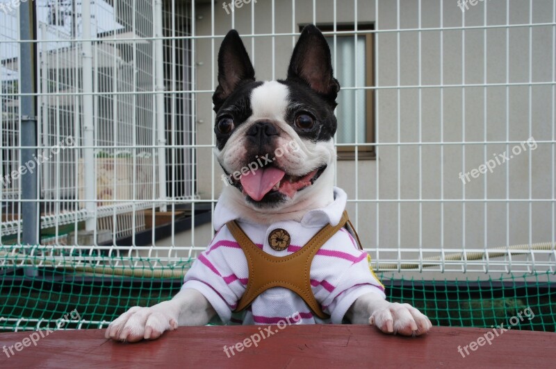 Boston Terrier Pet Dog Dog Run Small Breed Dogs