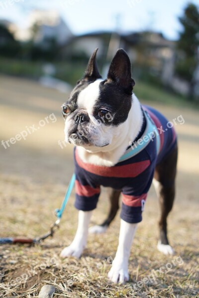 Boston Terrier Pet Dog Dog Run Small Breed Dogs