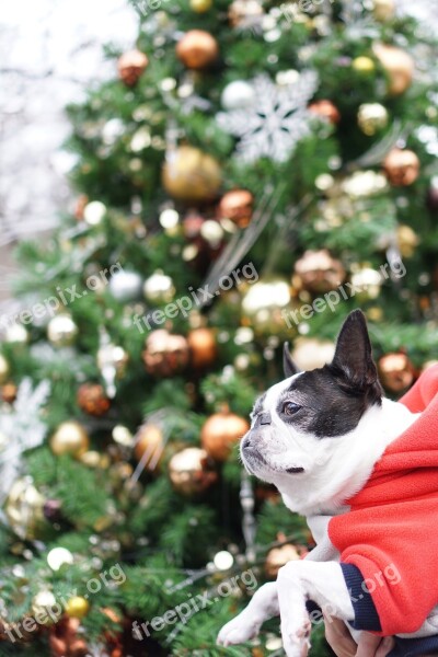 Boston Terrier Pet Dog Christmas Christmas Tree