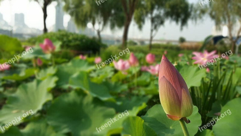 Flowers Flower Lotus Nelumbo Nucifera Sacred Lotus