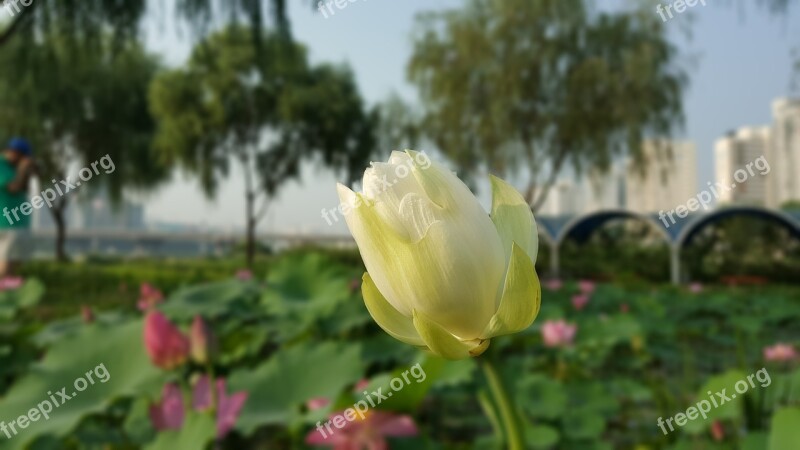 Flowers Flower Lotus Nelumbo Nucifera Sacred Lotus