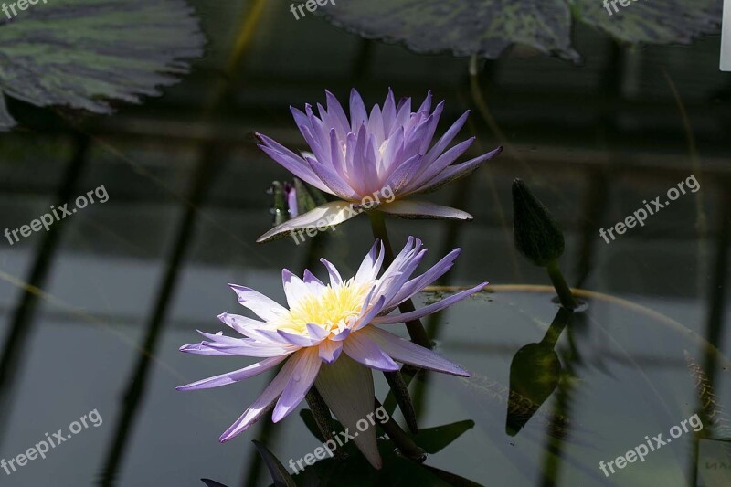 Pond Plant Aquatic Plant Landscape Water Lily