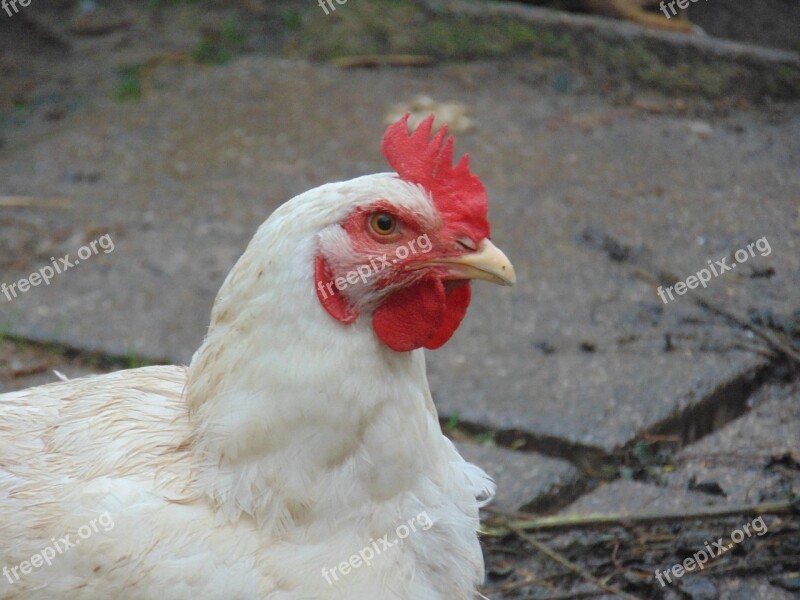 Chicken Hof Village Life Agriculture Outdoor