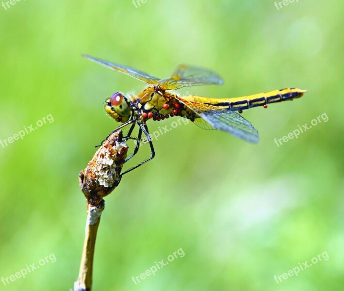 Dragonfly Insect Macro Summer Nature