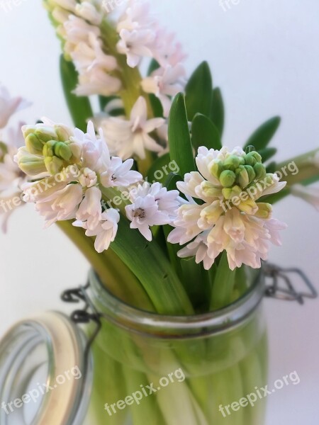 Hyacinths Bulbs Pink Leaves Spring