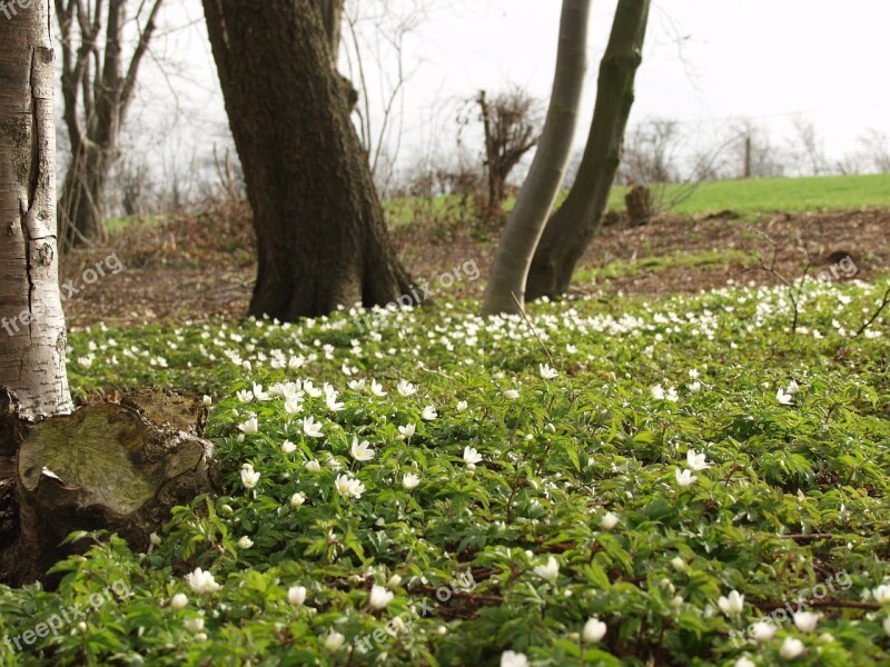 Spring Flowers Anemone Wood Anemone Nature