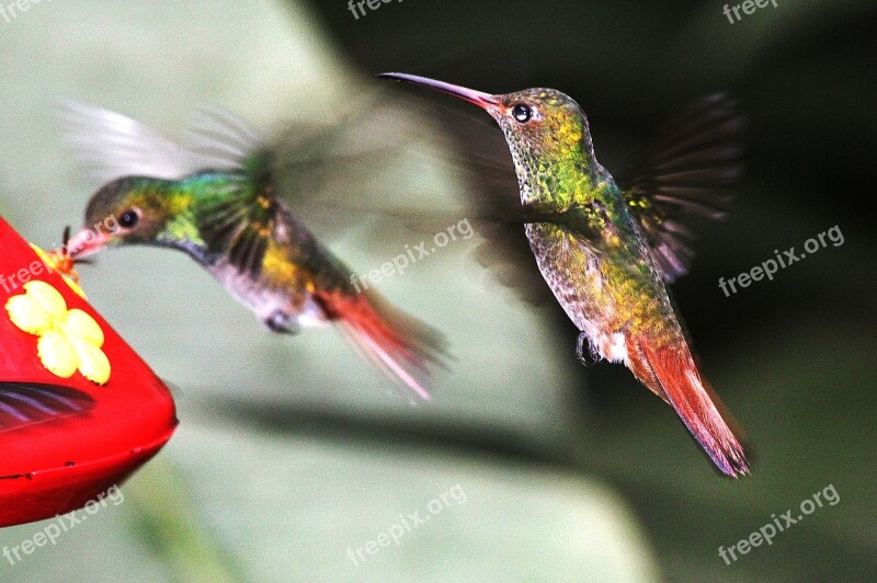 Nature Birds Hummingbirds Free Photos