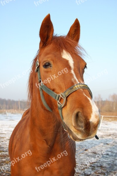 The Horse Snout Horse Head Eye Ears