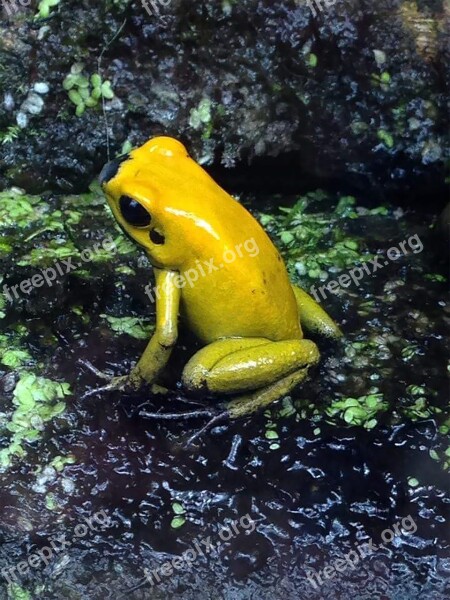 Frog Nature Animal Wildlife Amphibian